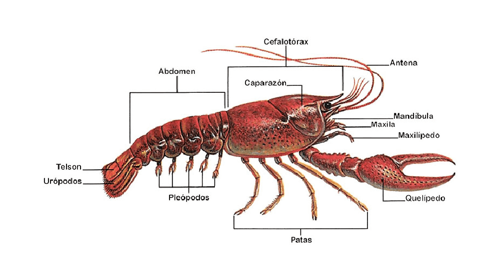 Características de los Crustáceos